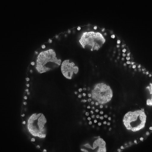 Volvox Globator autofluorescence 90um depth.jpg