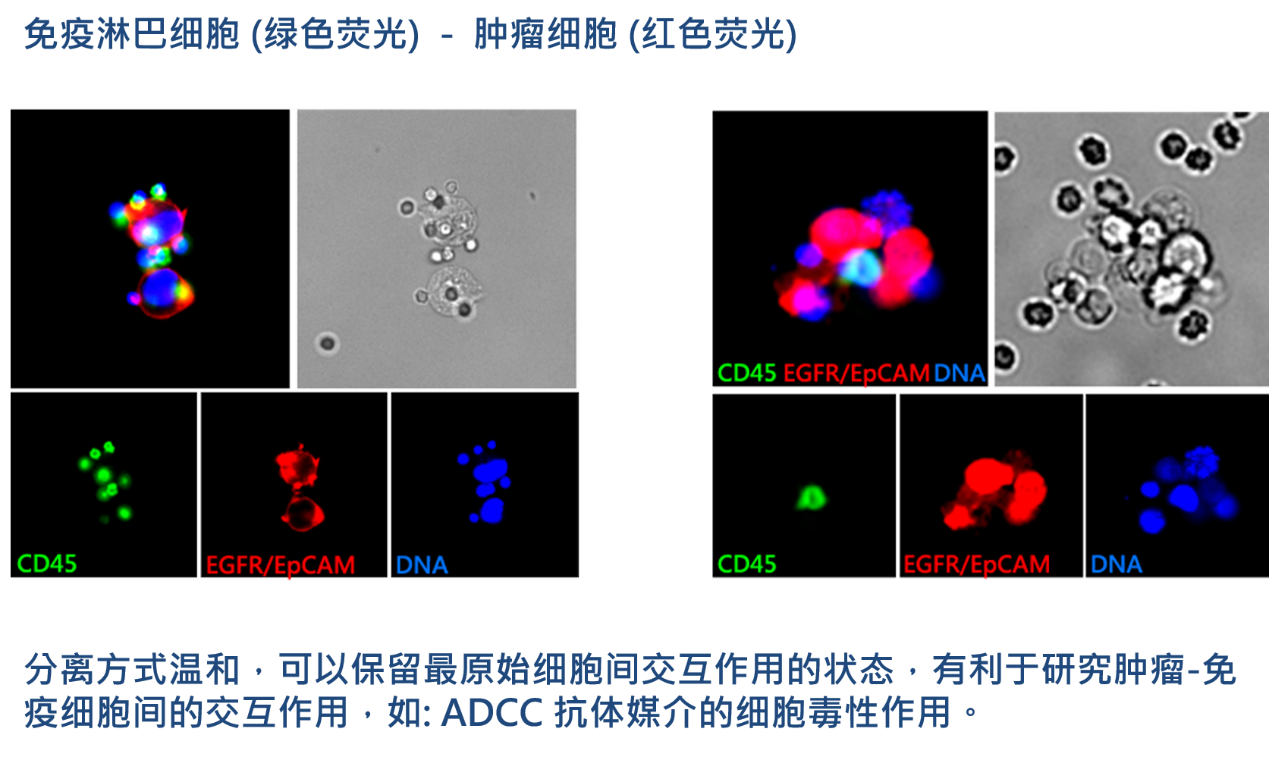 2、腫瘤-免疫細胞交互作用研究.png